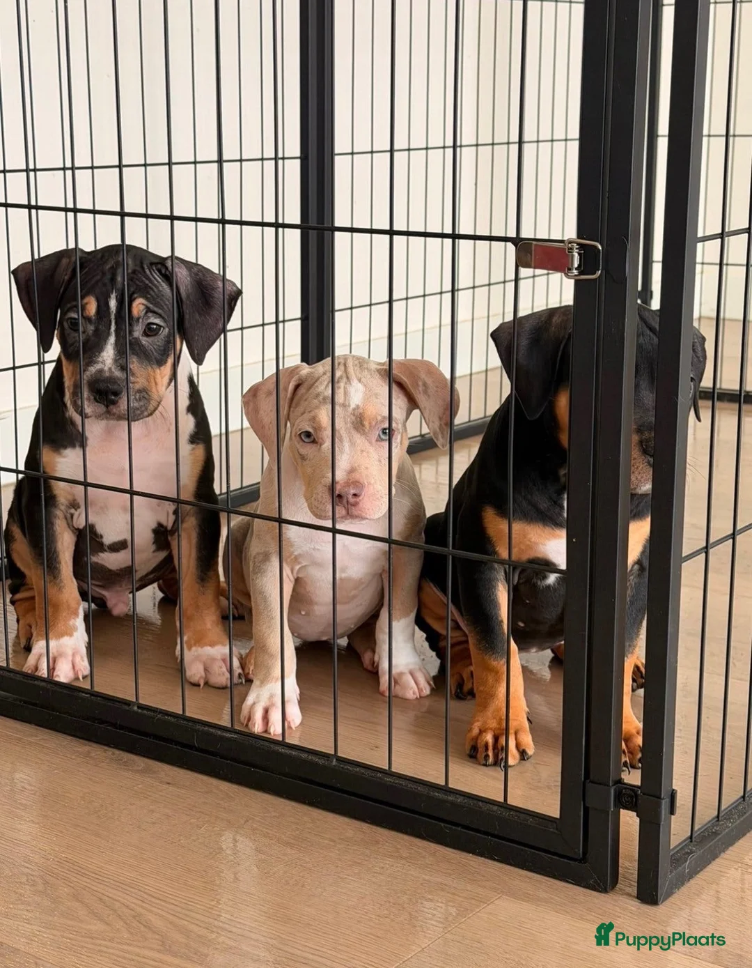 Amerikaanse Bully honden te koop: American Bully xl puppy’s  in Eindhoven - Advertentie 1