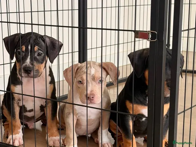 Amerikaanse Bully honden American Bully xl puppy’s - Advertentie 1