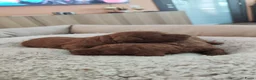 Kruising honden te koop: Dwergpoedels puppy's 🥰 - Advertentie 5