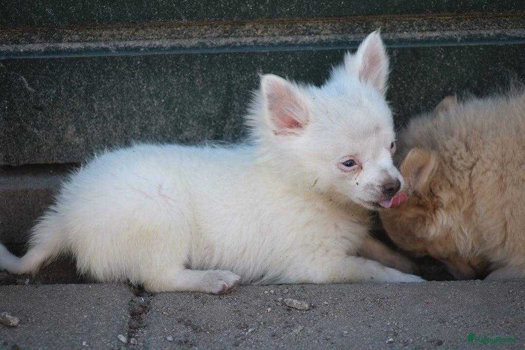 Chihuahua honden te koop: Mooi wit reutje !!! - Advertentie 8