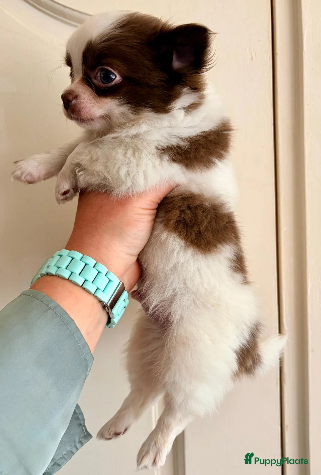 Chihuahua honden te koop: Pracht chihuahua reutje 9 weken. Met fci stamboom. in Zutphen - Advertentie 8