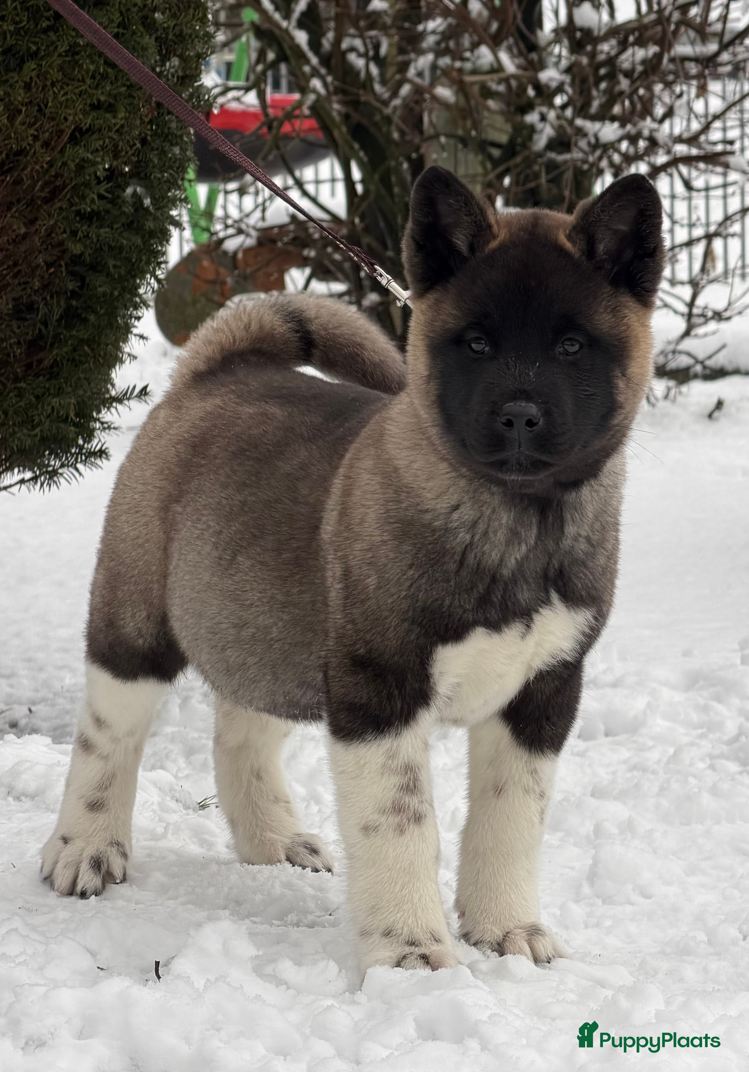 American Akita honden Prachtige American akita pups van unieke bloedlijn - Advertentie 1