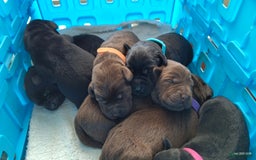 Labrador Retriever honden te koop: Labrador pups uit verantwoorde combinatie - Afbeelding 4