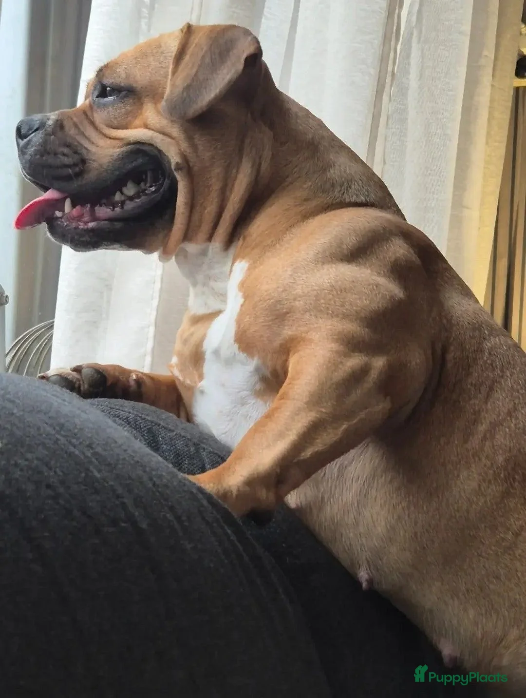 Amerikaanse Bully honden te koop: American bully pocket pups - Advertentie 1