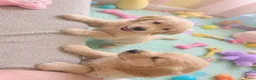 Golden Retriever honden te koop: Golden Retriever pups beschikbaar. - Advertentie 2