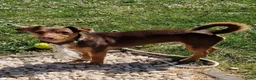 Jack Russel Terriër honden te koop: Mini merle jackrussells - Advertentie 5