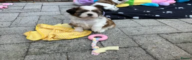 Shih Tzu 2