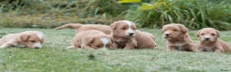 Kruising honden te koop:  Prachtige rood/apricot Medium Doodle pups  - Advertentie 7