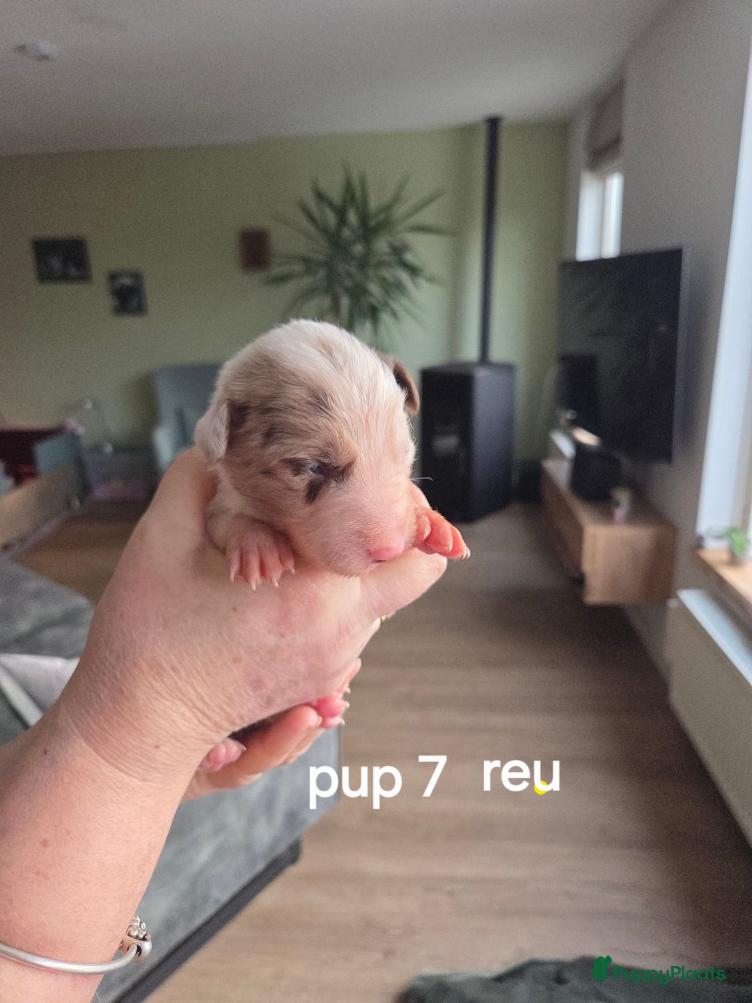 Border Collie honden te koop: Bordercollie pups te koop - Advertentie 9