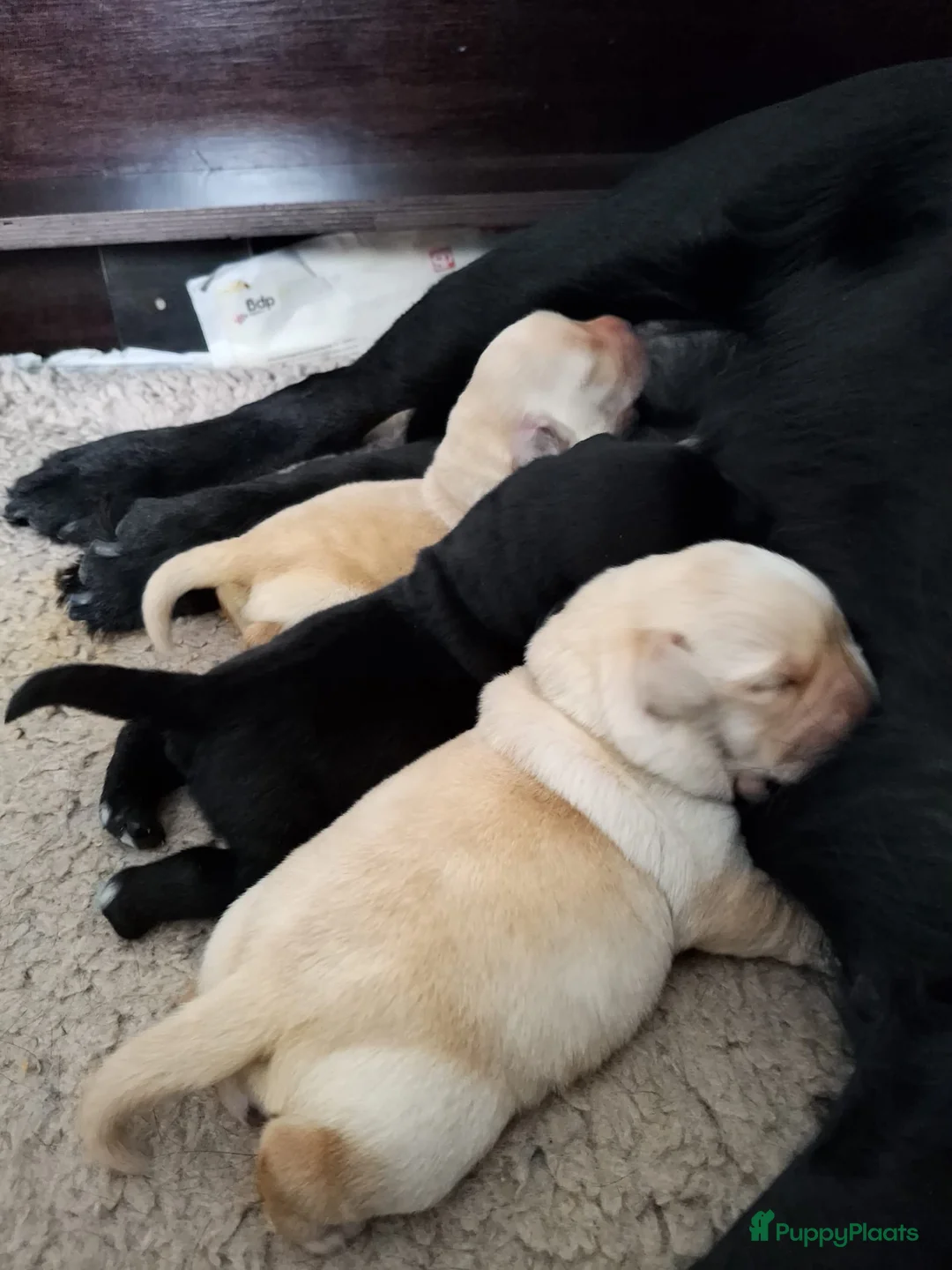 Labrador Retriever honden te koop: Prachtige raszuivere blonde labradorpups! - Advertentie 4