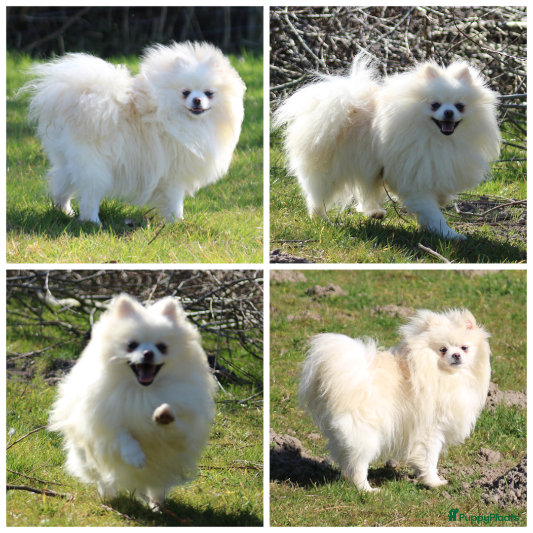 Pomeriaan honden te koop: Pomeriaan pup 100% raszuiver - Advertentie 9