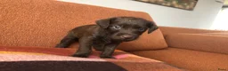 Kruising honden te koop: Labradoodle mix pups  - Advertentie 9