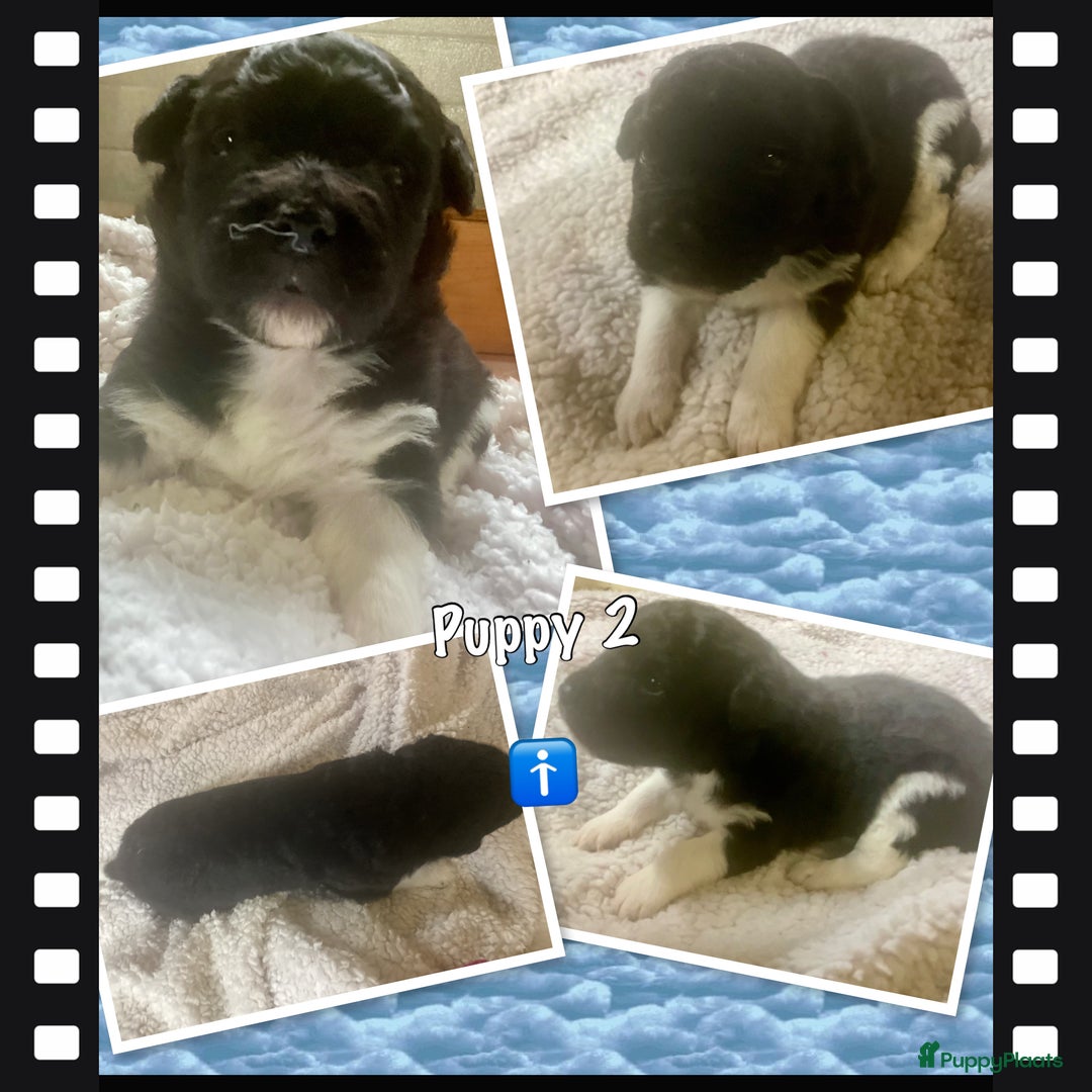 Friese Stabij honden te koop: Prachtige stabij pups - Advertentie 7