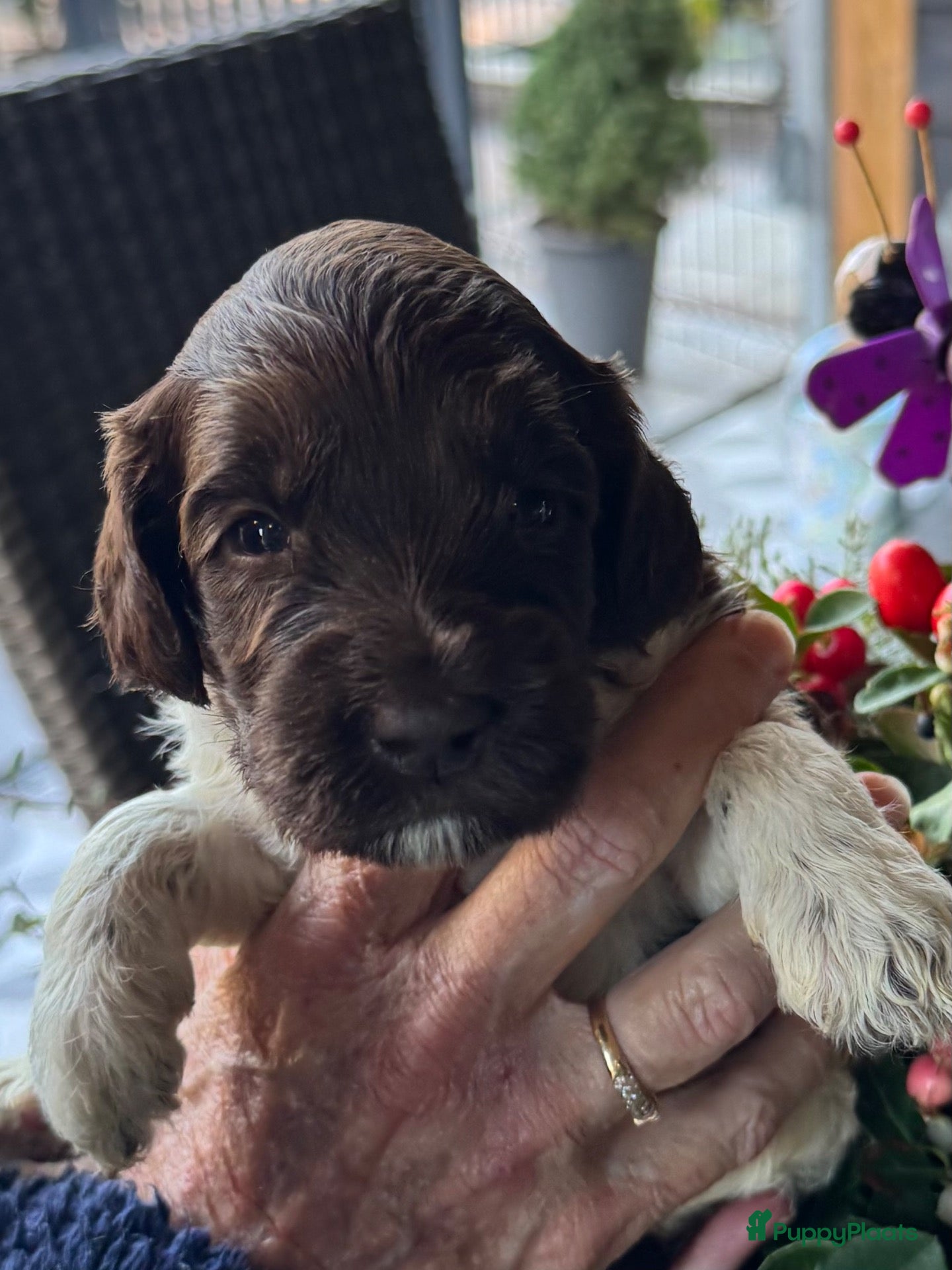 Australian Labradoodle honden Australian labradoodle bruin en bruin / bont! - Advertentie 1
