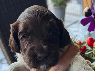 Australian Labradoodle honden Australian labradoodle bruin en bruin / bont! - Advertentie 4