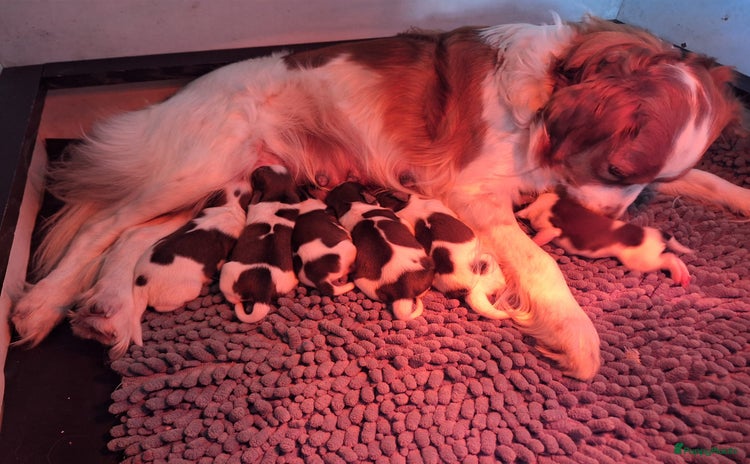 Kooikerhondje honden Supermooie gesocialiseerde reutjes - Advertentie 3