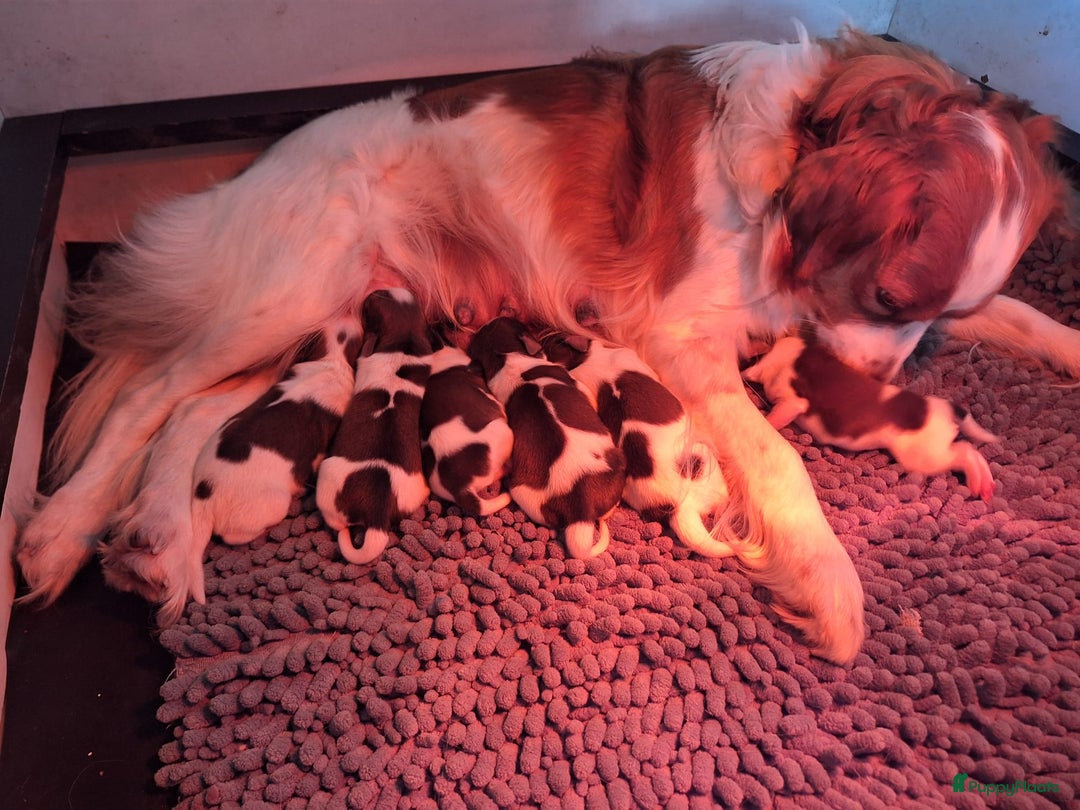 Kooikerhondje honden te koop: Supermooie gesocialiseerde reutjes - Advertentie 1