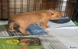 Bordeaux Dog honden te koop: Bordeauxdog puppy’s te koop in Lekkerkerk - Afbeelding 13