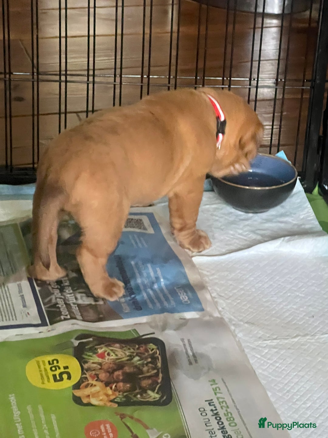 Bordeaux Dog honden te koop: Bordeauxdog puppy’s te koop in Lekkerkerk - Afbeelding 13