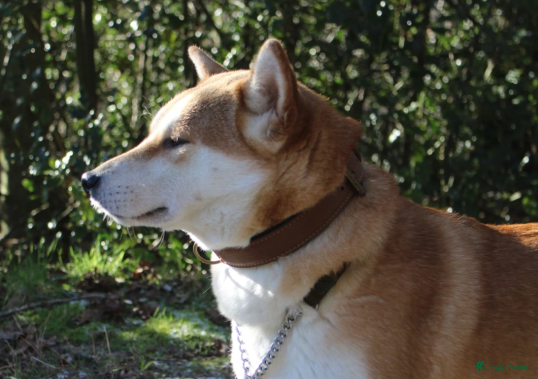 Shiba honden te koop: Shiba teefje met stamboom - Afbeelding 29