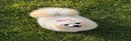 Pomeriaan honden te koop: Pomeriaan - Advertentie 1