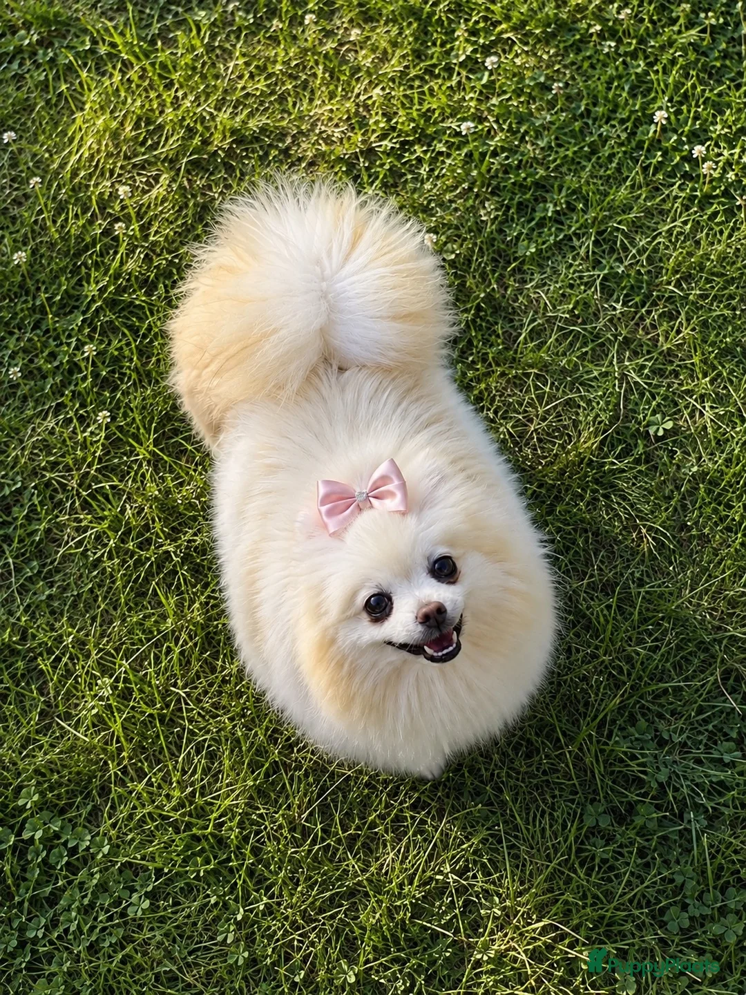 Pomeriaan honden te koop: Pomeriaan - Advertentie 1