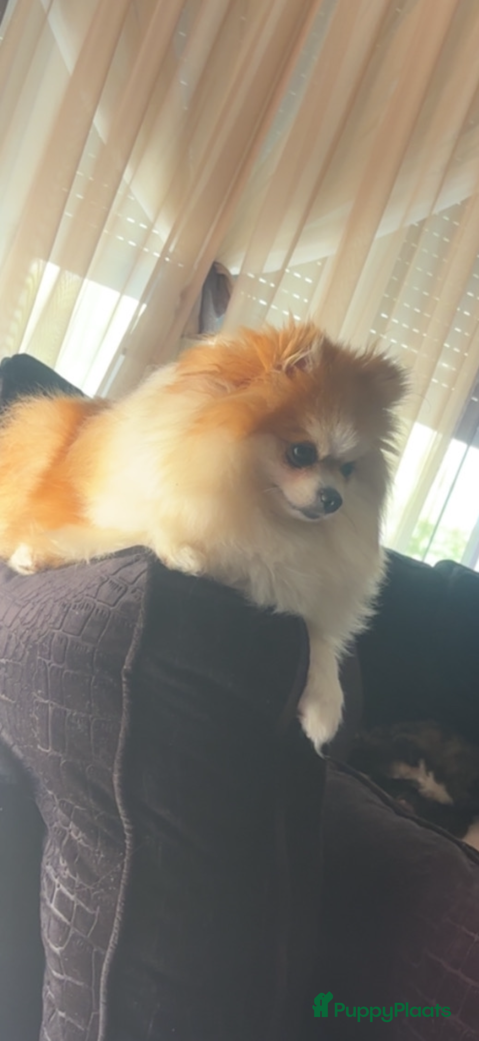 Pomeriaan honden te koop: Pomeranian pups  in Zwolle - Advertentie 8