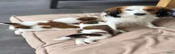 Kooikerhondje honden te koop: 3prachtige 100% zuivere kooiker reutjes aangeboden - Advertentie 14