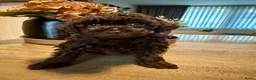 Poedel Toy honden te koop: Knappe choco toy poedel teefjes  - Advertentie 3