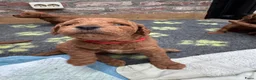 Australian Labradoodle honden te koop: Prachtig nest labradoodles (medium) - Advertentie 38