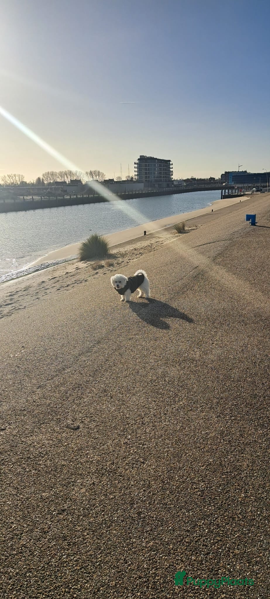 Maltezer honden Maltezer Pamy - Advertentie 1