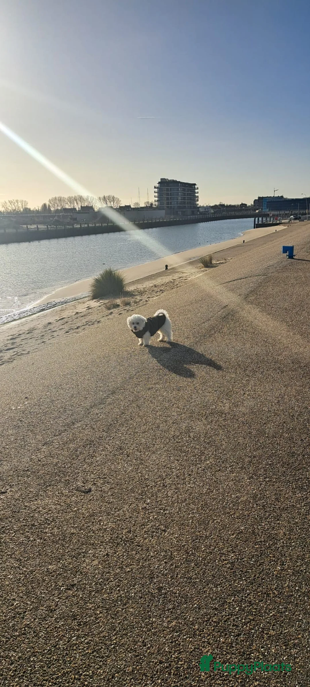 Maltezer honden te koop: Maltezer Pamy in Breskens - Advertentie 1