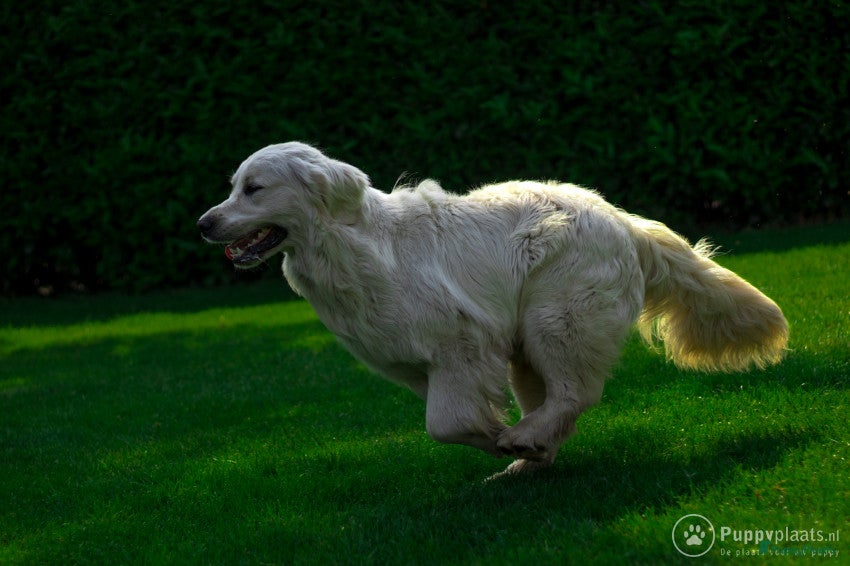 Golden Retriever honden Staat ter dekking Golden retriever dekreu in Ospel - Advertentie 1