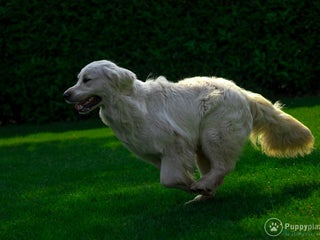 Golden Retriever honden ter dekking: Staat ter dekking Golden retriever dekreu in Ospel - Advertentie 3