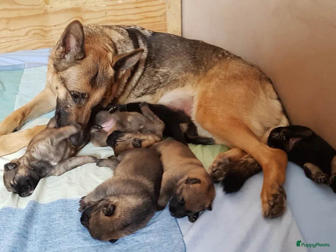 Galerij afbeelding {{count}}