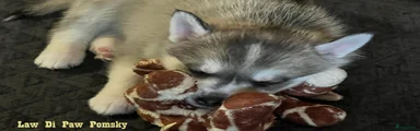 Pup uit vorig nest