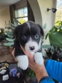 Welsh Corgi Cardigan Puppy 7