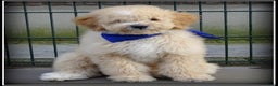 Labradoodle honden te koop: Labradoodle pup reutje Volledig geent. - Advertentie 2