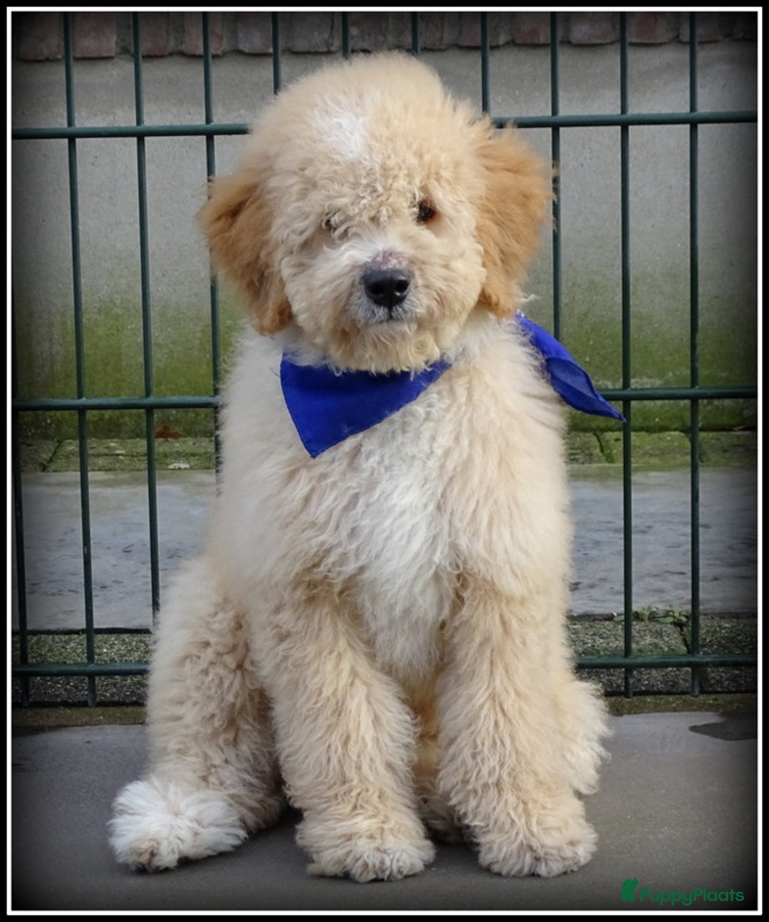 Labradoodle honden te koop: Labradoodle pup reutje Volledig geent. - Advertentie 2