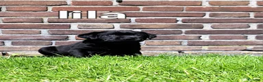 Labrador Retriever Puppy 2