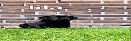 Labrador Retriever honden te koop: Labrador kruising - Advertentie 12