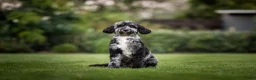 Labradoodle honden te koop: Prachtig nestje F4 medium labradoodles - Advertentie 2