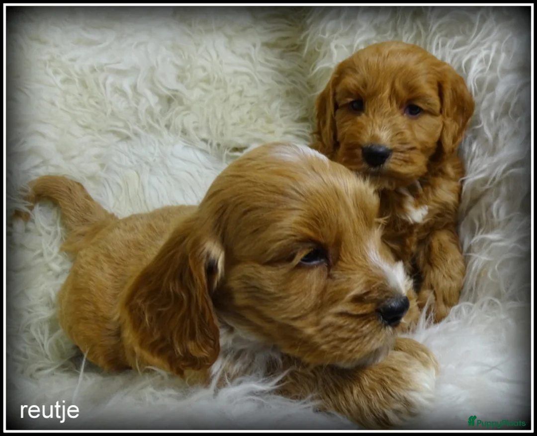Cockapoo honden te koop: Cockapoo pups - Advertentie 8