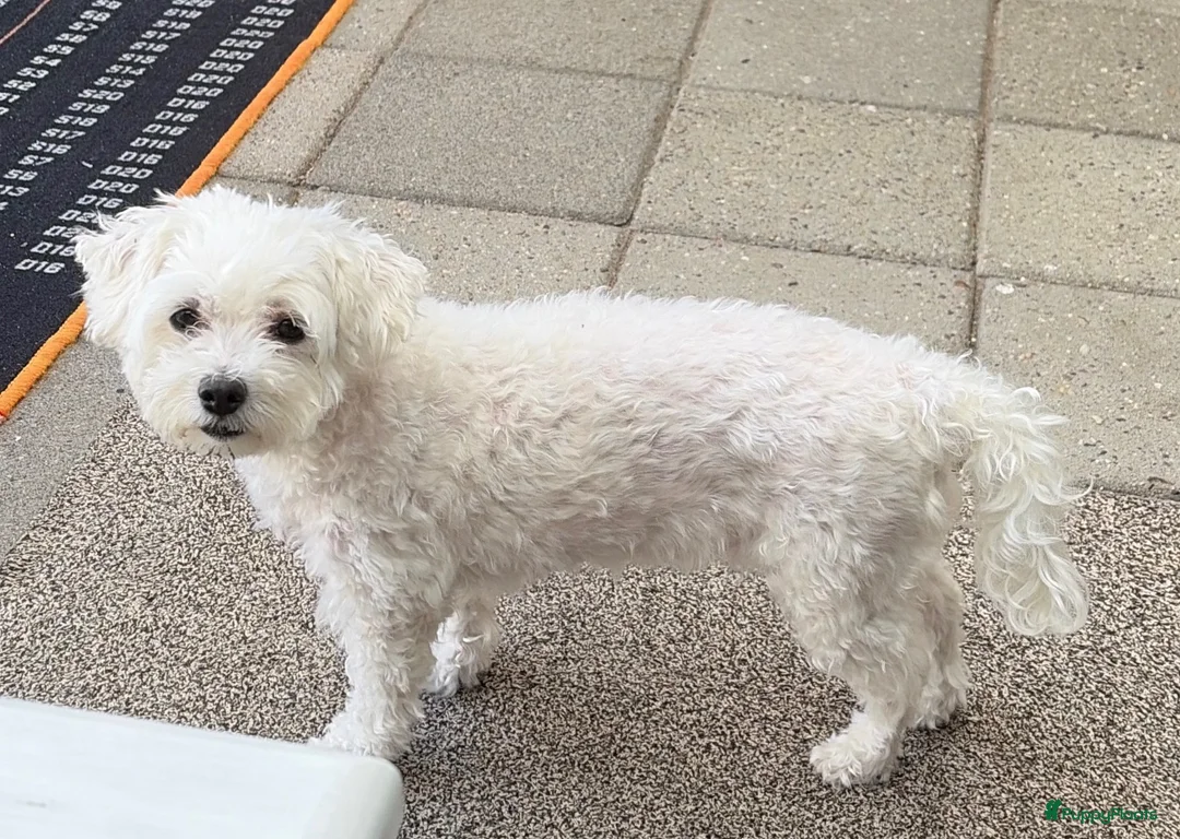 Maltipom honden te koop: Lieve maltipom pup reu  - Advertentie 2