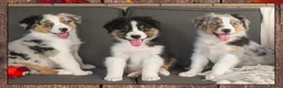 Australian Shepherd honden te koop: Prachtige australian shepherd pups mogen verhuizen in Gouderak - Advertentie 5