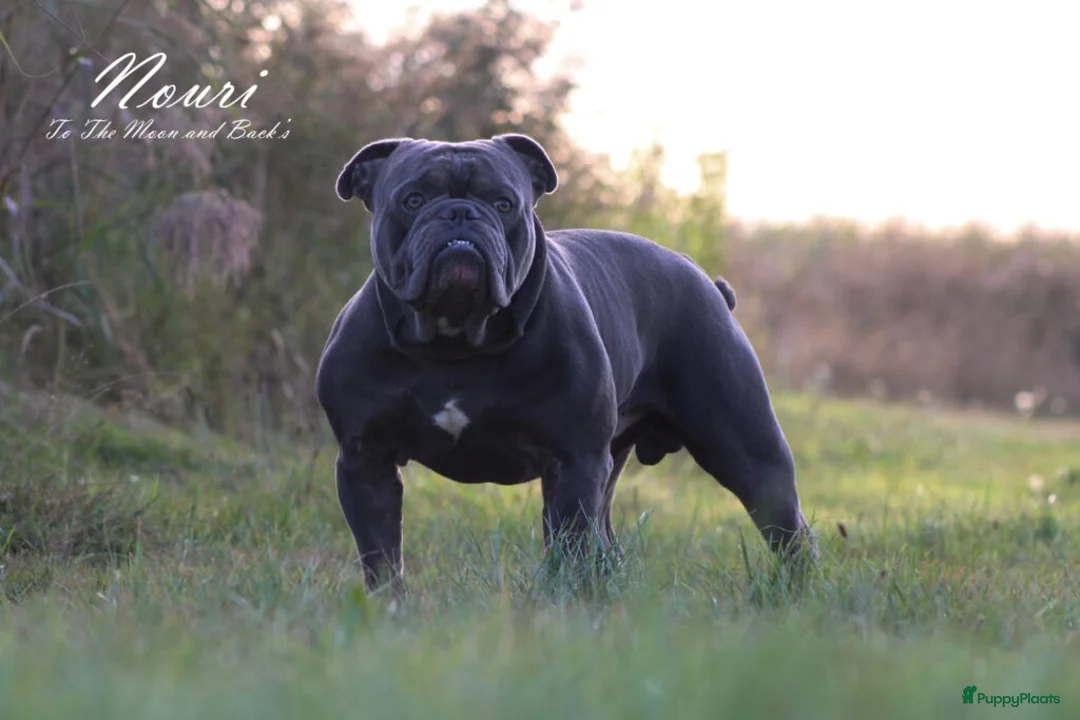 Old English Bulldog honden te koop: Super lieve Old English Bulldog pups - Advertentie 13