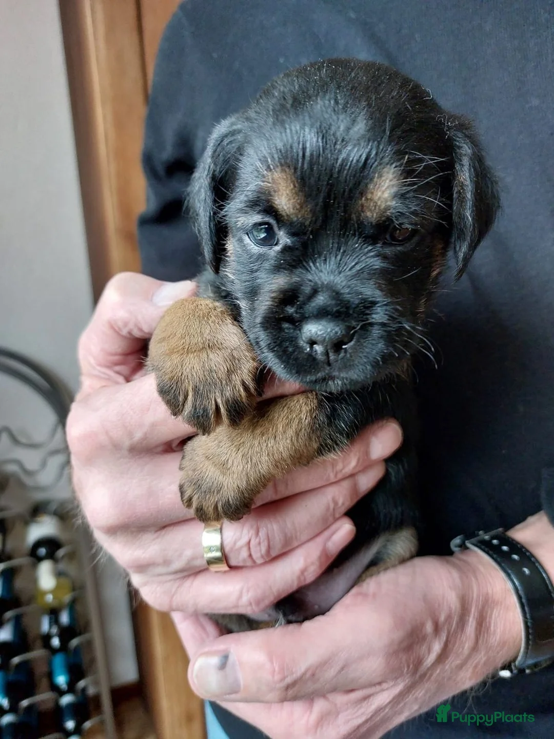 Border Terriër honden ter dekking: Border Terrier Dekreu!  06 41290018 in Losser - Advertentie 16