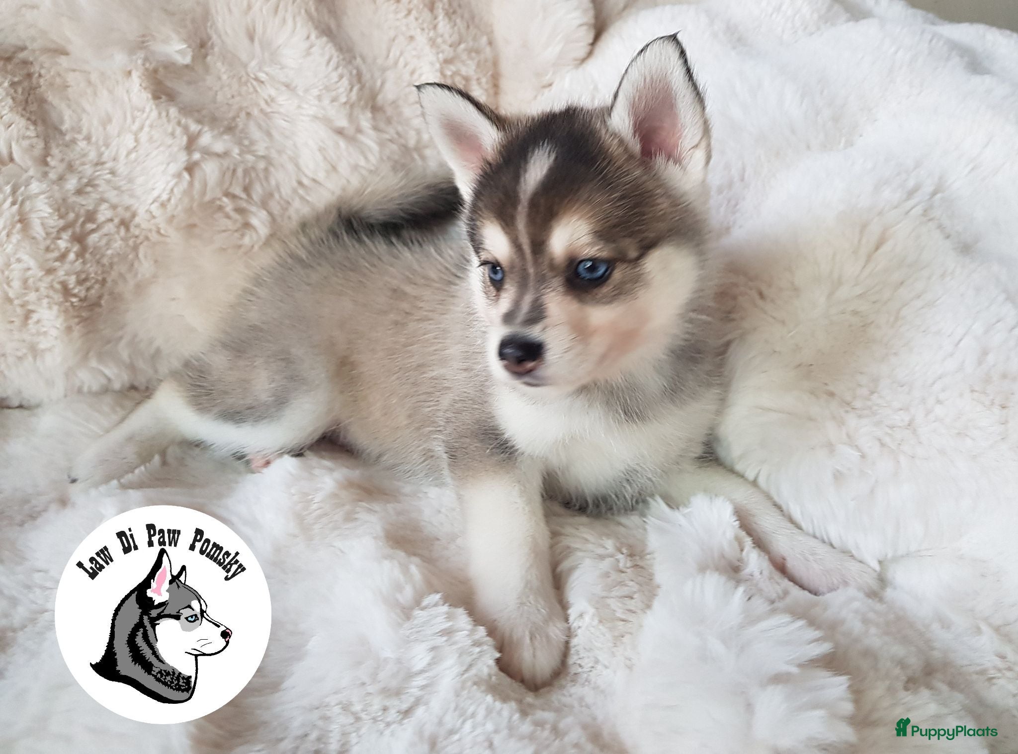 Pomsky honden Pomsky puppy’s F4+, 100% Amerikaanse bloedlijn - Advertentie 1