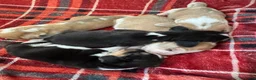 Beagle honden te koop: Beaglepups geboren!!! - Advertentie 8