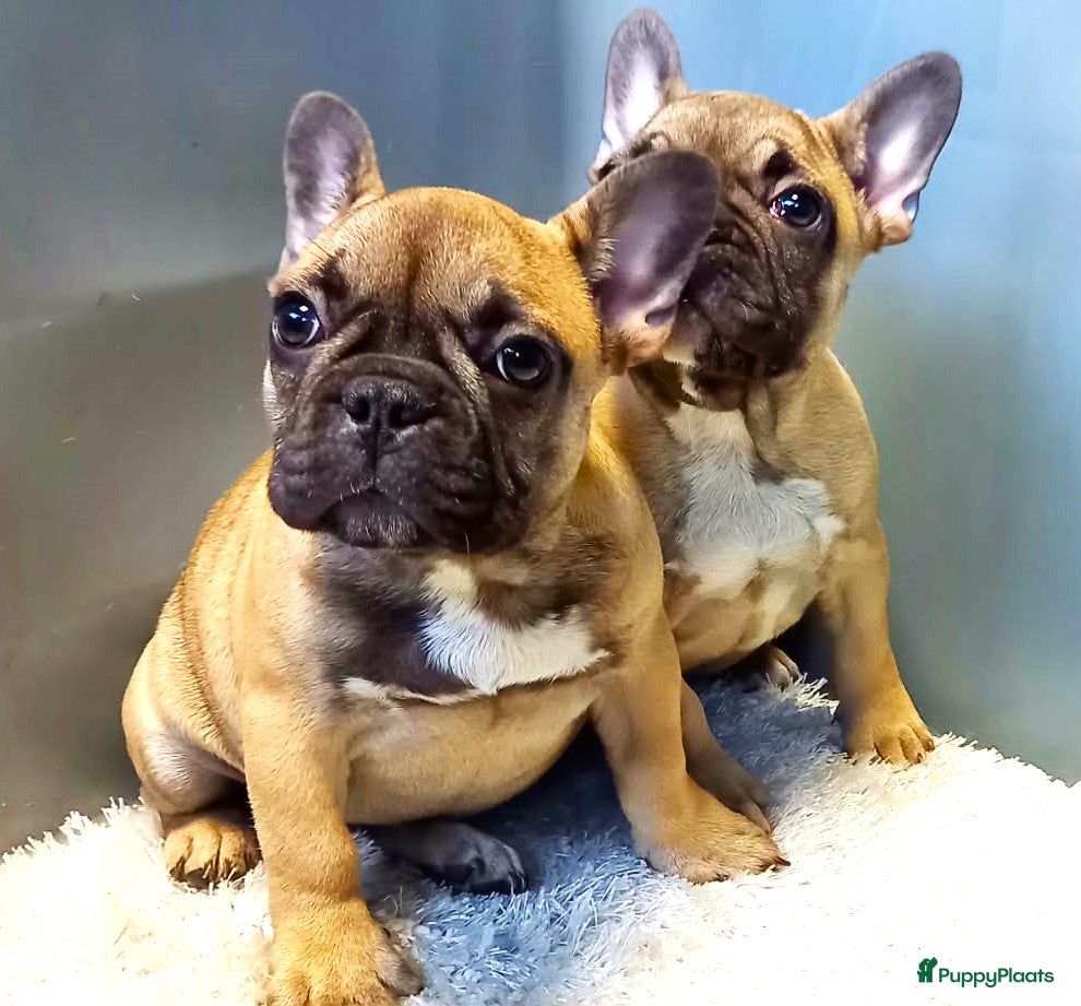 Franse Bulldog honden Franse Bulldog Pups Teefjes - Advertentie 1